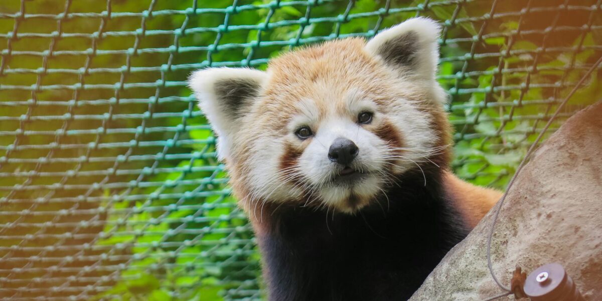 ¿Qué hay de nuevo en Firefox 131?