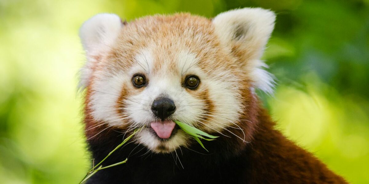 Firefox 133 está aquí para complicarle aún más a los anunciantes que te espíen