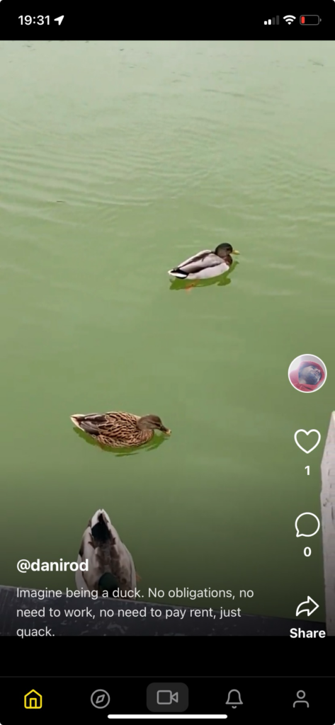 Un pantallazo de Loops muestra un vídeo de patos.
