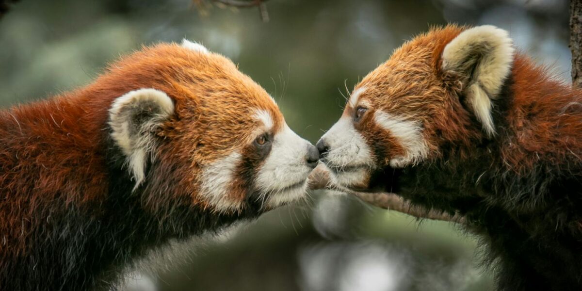 Firefox 134 estrena un año crucial para Mozilla