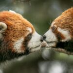Dos pandas rojos frotándose la nariz